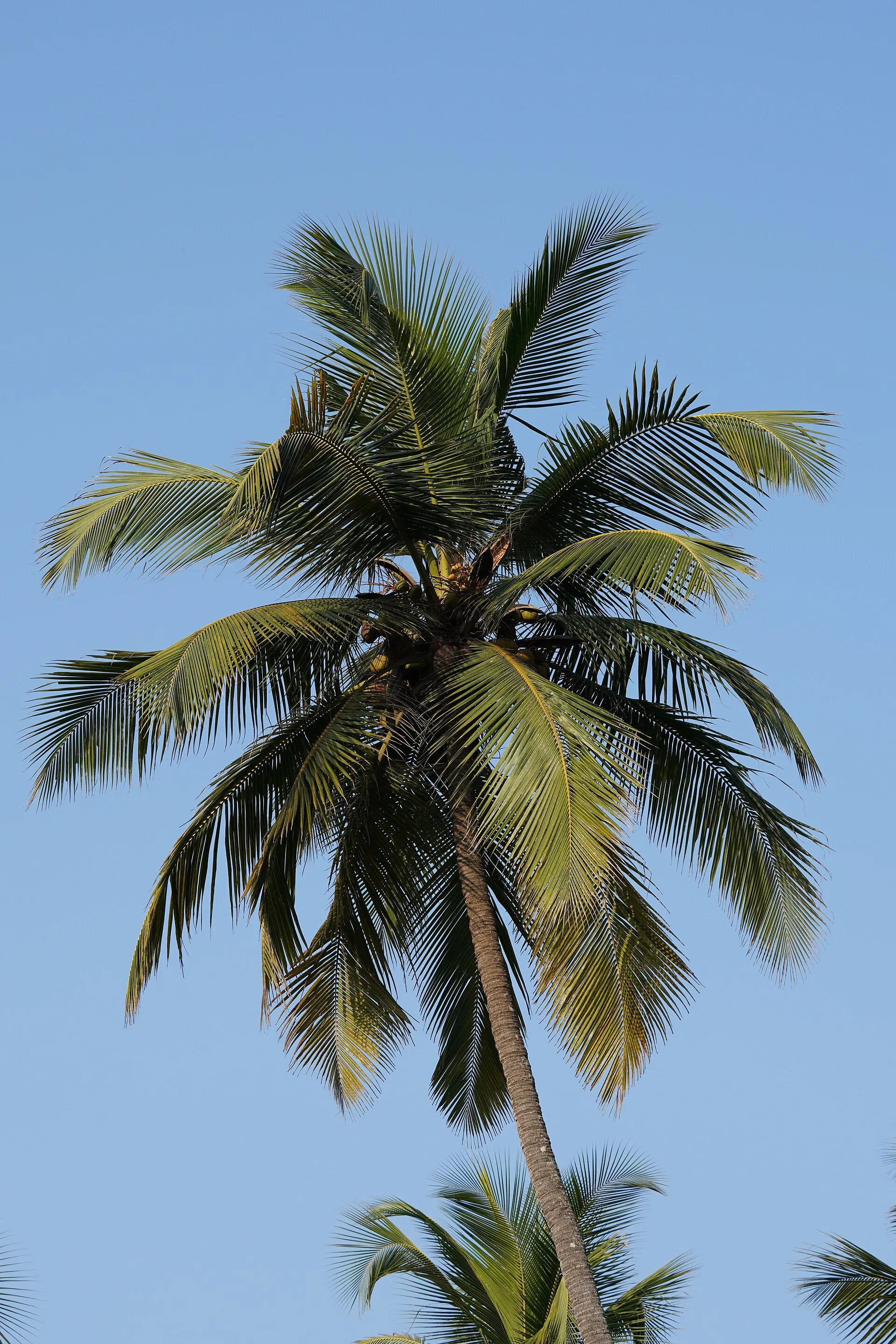 Goa — India's party destination — golden beaches, easy days and hassle-free travel arrangements.